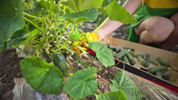 Теплиця Вирощує Огірки Агробізнес Працюйте Вирощуючи Здорову Їжу Сільське Господарство — стокове відео