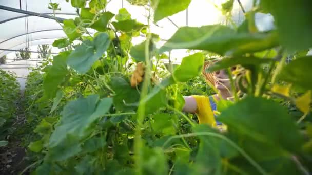 Θερμοκήπιο Καλλιεργεί Αγγούρια Αγροτικές Επιχειρήσεις Εργασία Καλλιέργεια Υγιεινών Τροφίμων Αλφαβητικο — Αρχείο Βίντεο