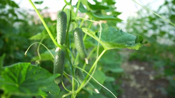 Pepinos Que Crescem Estufa Agronegócio Trabalho Cultivo Alimentos Saudáveis Agricultura — Vídeo de Stock