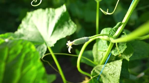 Pepinos Que Crescem Estufa Agronegócio Trabalho Cultivo Alimentos Saudáveis Agricultura — Vídeo de Stock