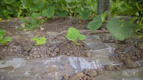 Landwirt Inspiziert Pflanzen Gurken Gewächshaus Agrarwirtschaft Arbeit Die Gesunde Nahrung — Stockvideo