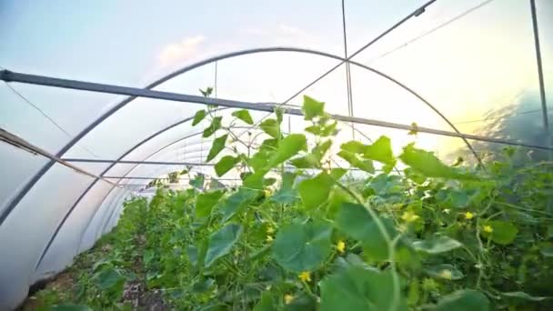 Broeikas Met Komkommers Landbouwindustrie Werk Het Kweken Van Gezond Voedsel — Stockvideo