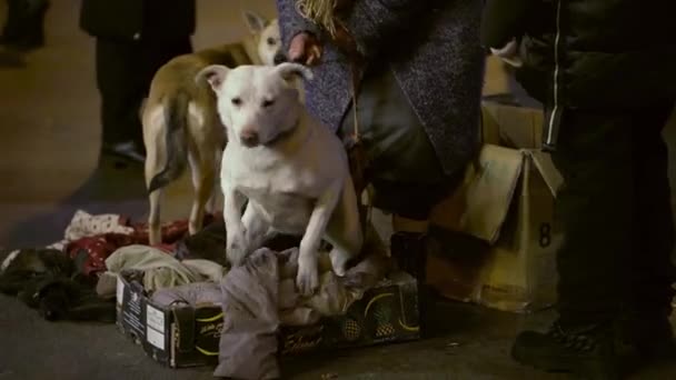 乌克兰基辅 1月7日 2022年 城市广场的无家可归妇女要求金钱购买狗食 慈善同情帮助志愿者寻求庇护 饥饿的狗在街上的纸板箱里 — 图库视频影像