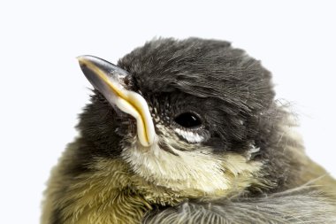 küçük kuş fotoğrafı