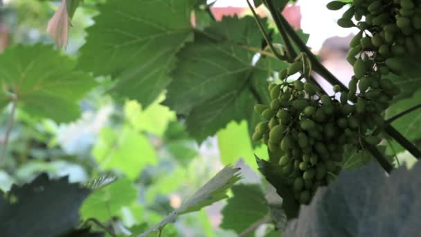 Färska gröna vindruvor i naturen full hd — Stockvideo