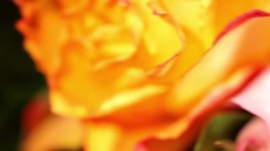 çiçek hareket kaydırıcıyı makro çekim. full hd