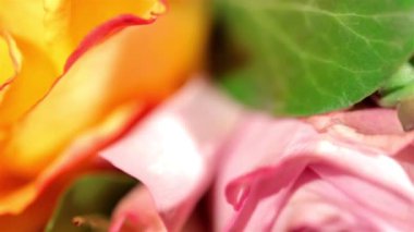 çiçek hareket kaydırıcıyı makro çekim. full hd