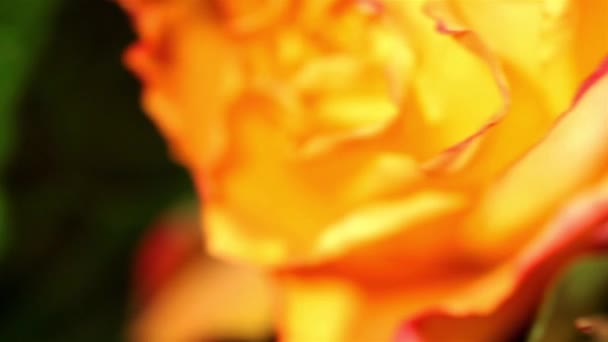 Macro shooting of flowers on motion slider. Full HD — Stock Video