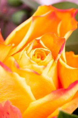 stüdyoda çekim güzel çiçek makro