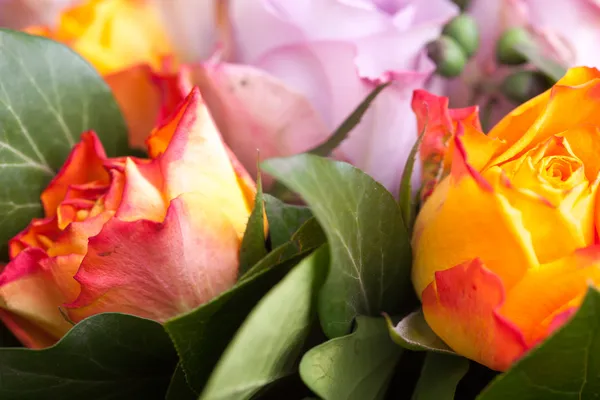 Schöne Blume Makro-Shooting im Studio — Stockfoto