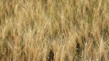 buğday alanında yaz Rüzgar