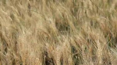 buğday alanında yaz Rüzgar