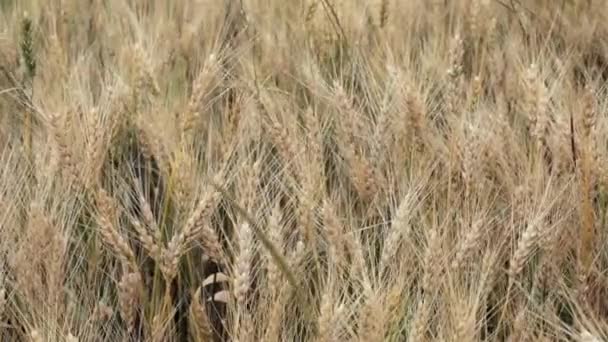 Campo di grano nel vento estivo — Video Stock