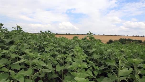 Tournesols sur fond de ciel d'été 