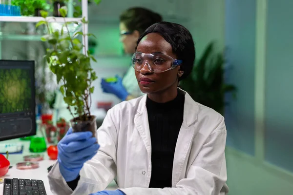 Investigador biólogo afroamericano que sostiene plantones modificados genéticamente —  Fotos de Stock