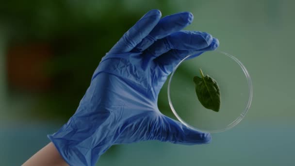 Vídeo vertical: Primer plano de las manos de la mujer bióloga sosteniendo la muestra médica de hoja verde — Vídeo de stock