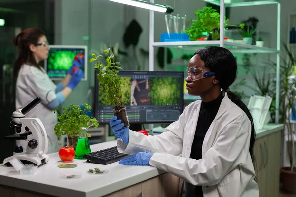 Afrykański amerykański naukowiec mikrobiolog trzymający gmo sadzonki — Zdjęcie stockowe