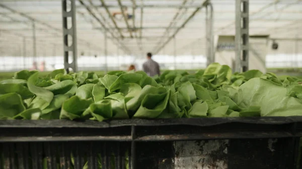 Närbild av korg med ekologisk färsk sallad redo för grönsaksleverans — Stockfoto