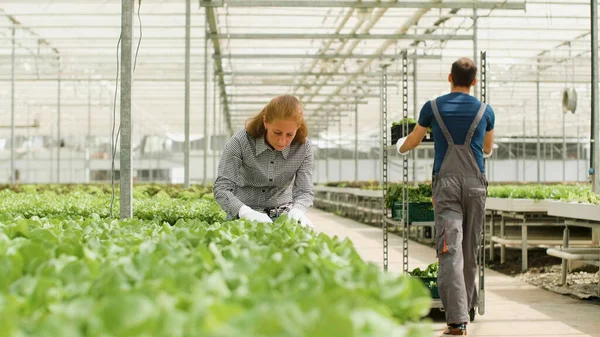 Equipa agrícola que trabalha num ambiente saudável para os legumes — Fotografia de Stock