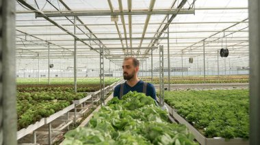 Agronomist bir adam taze organik salata dolu bir kutu taşıyor.