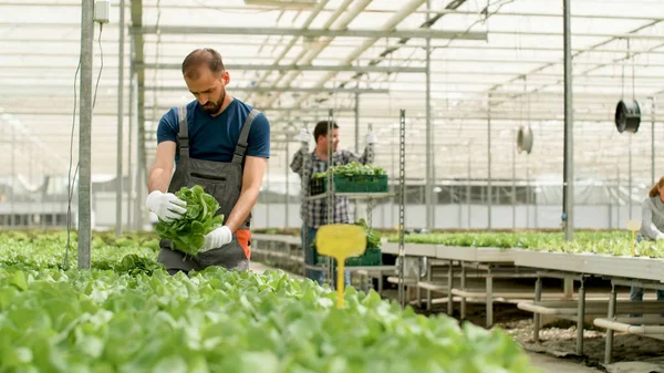 농사를 짓는 농학자들 이 재배 한 신선 한 샐러드를 조사한다 — 스톡 사진