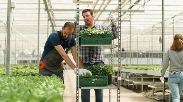 Farmer man growing fresh organic salads in greenhouse plantation — Stockfoto