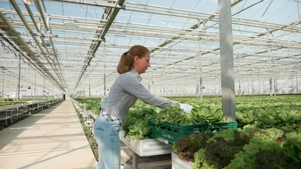 Mulher agrônomo colhendo saladas frescas que trabalham na produção de vegetais — Fotografia de Stock