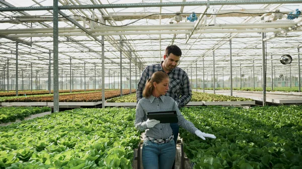 Агрономы анализируют свежий органический салат — стоковое фото