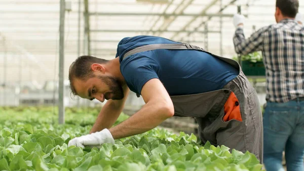 Agronomist man analzying cultivated fresh salads working in greenhouse — 图库照片