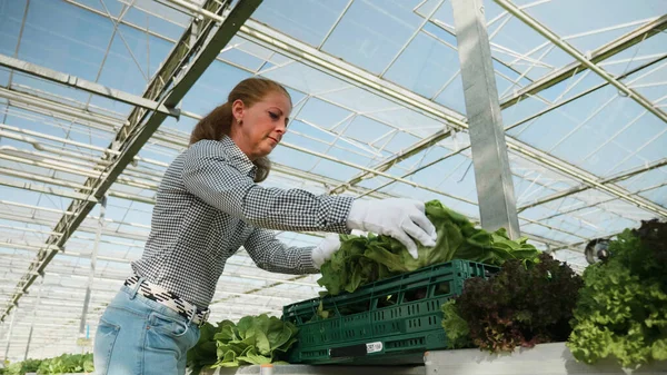 Woman agronomist worker harvesting organic salad — Stockfoto