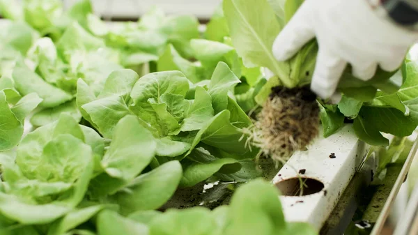 Fechar-se de homem jardineiro mão tirar saladas frescas orgânicas — Fotografia de Stock
