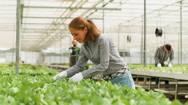 Агрономистка проверяет выращиваемые органические салаты — стоковое фото