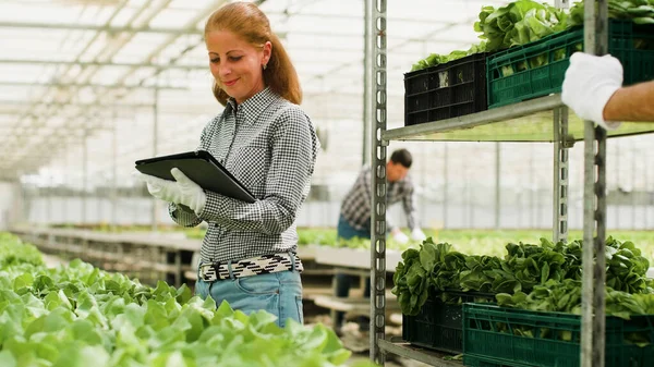 Agronomist woman checking organic fresh salads typing farming production — 图库照片