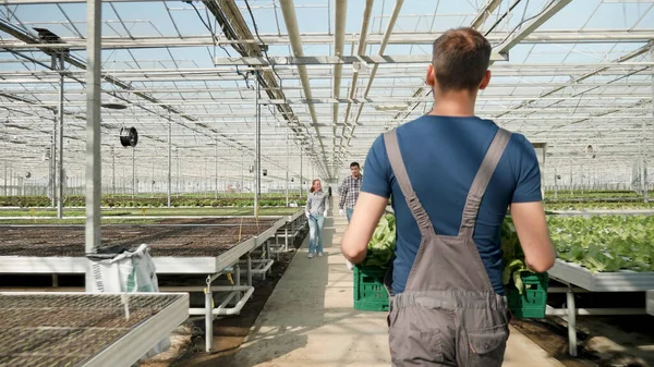 Садовник-агроном с корзиной с органическим свежим салатом — стоковое фото