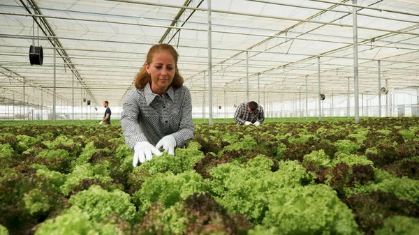 Gardener farmer businesswoman harvesting fresh cultivated organic fresh — Fotografia de Stock