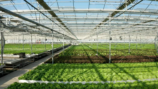 Пустая теплица, в которой никто не выращивал зеленые свежие салаты — стоковое фото
