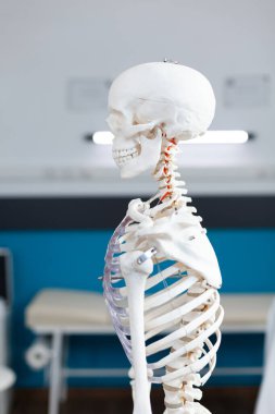 Boş bir doktor ofisinde duran insan iskeletinin görüntüsü kayar