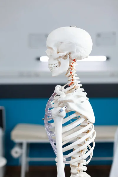 Slide view of human body skeleton structure standing in empty doctor office — Fotografia de Stock
