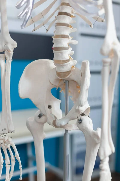 Closeup of human pelvis bone of an anatomical human body skeleton — Stockfoto