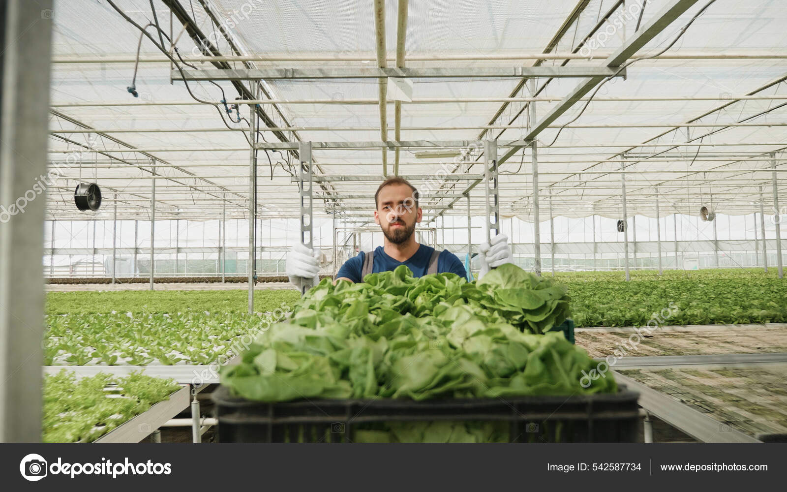 Gardener grower man carrying basket with fresh organic cultivated salad