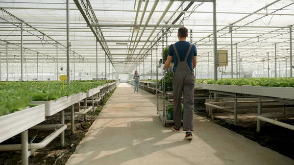 Садовник-агроном толкает коробку с органическим салатом — стоковое фото
