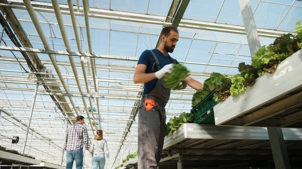 Agrónomo ranchero cosechando ensaladas frescas ecológicas verdes en invernadero hidropónico — Foto de Stock