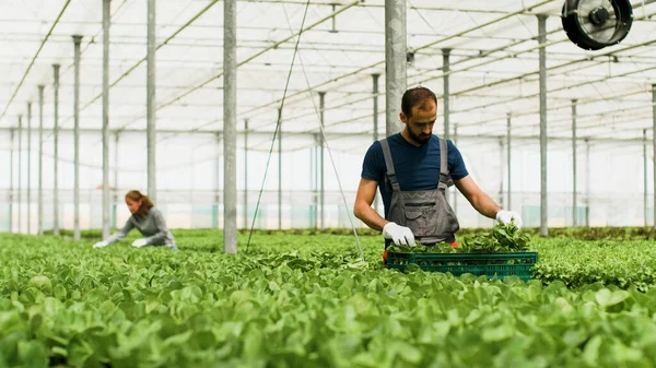 Agrónomo trabajador que trabaja en la producción de verduras — Foto de Stock