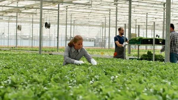 Agronomist affärskvinna arbetar i hydrokultur växthus — Stockfoto