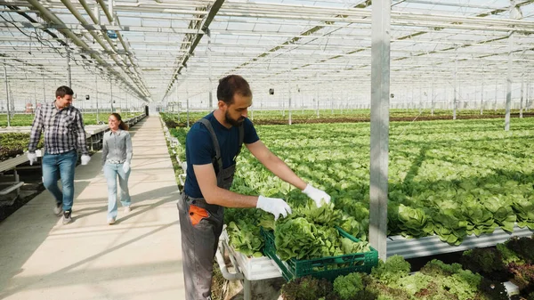 Homem agricultor colocando salada orgânica em cesta colheita vegetal verde — Fotografia de Stock