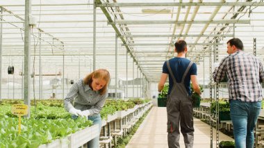 Bahçıvan ekibi sebze üretiminde çalışıyor. Hasat sistemlerini kullanıyor.
