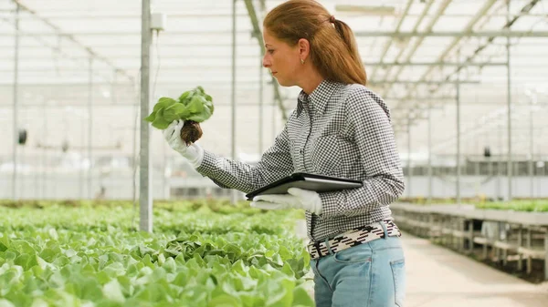 Женщина-агроном, работающая в гидропонной теплице — стоковое фото
