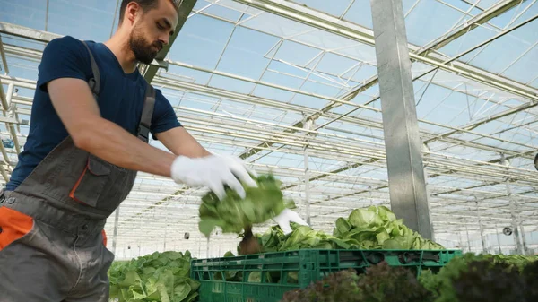 Агроном кладет органический салат в коробку — стоковое фото