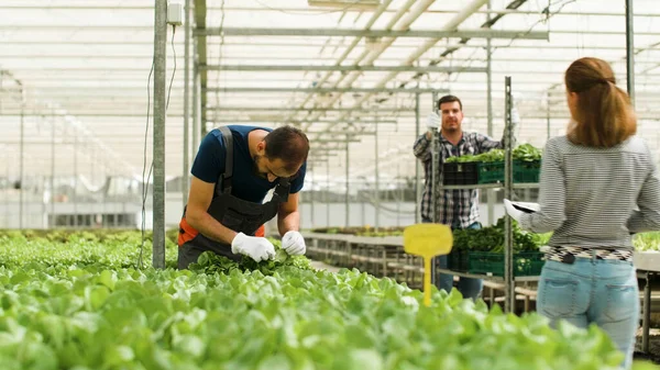 Homem jardineiro verificando saladas orgânicas frescas em plantação de estufa — Fotografia de Stock