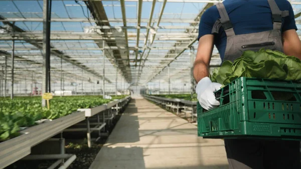 Садовник-агроном держит корзину с органическим салатом — стоковое фото
